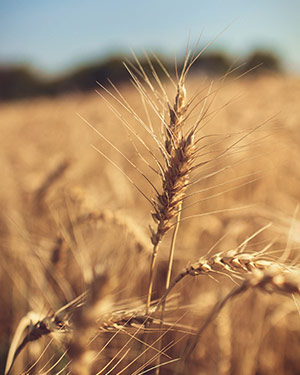 Golder Wheat