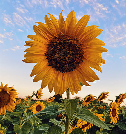 Organic Flower